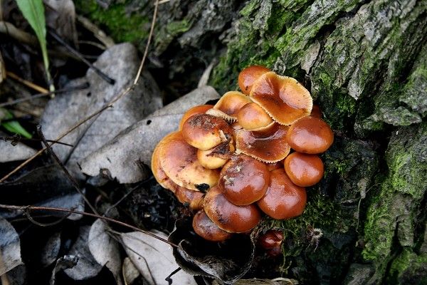 obrázek: Teplé počasí v letošní zimě těší houbaře