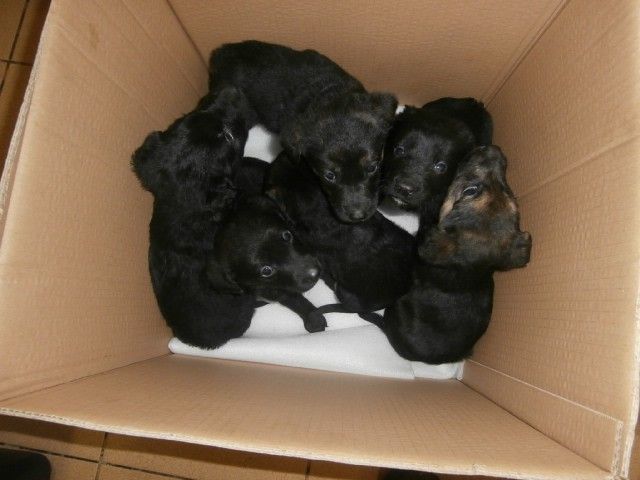 obrázek: U Kameňáku a na Borech našli lidé 12 odložených štěňat