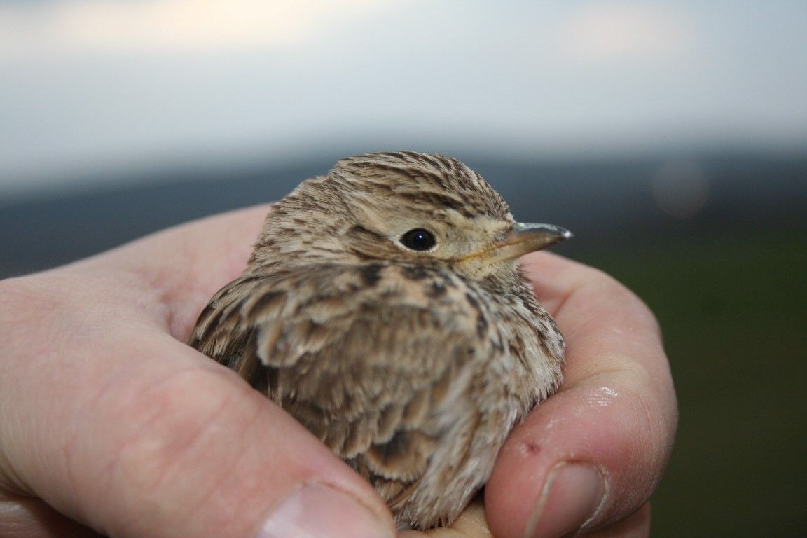 obrázek: Uzdravený skřivan z Rokycanska zase létá u Chlumu 