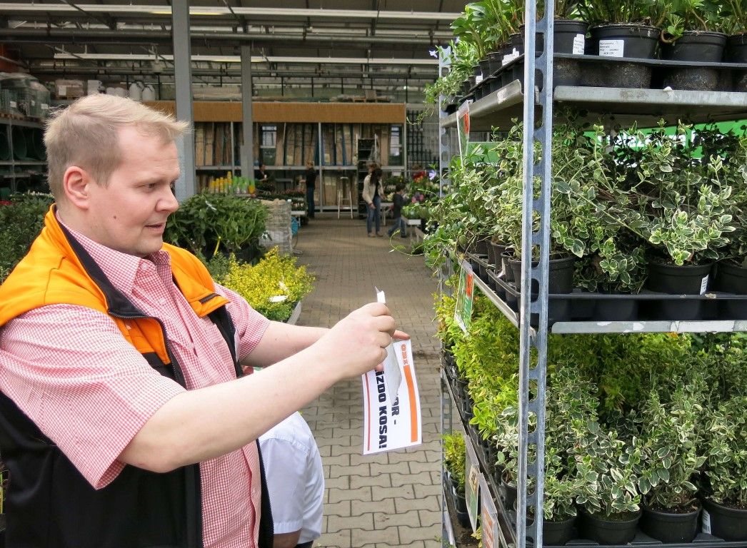 obrázek: V květináčích v OBI na Borech hnízdí rodinka kosů