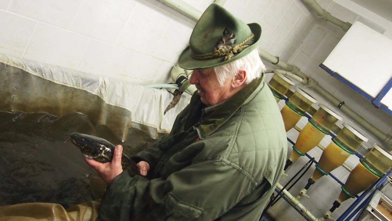 obrázek: V Národním parku Šumava končí výtěr mníka jednovousého 