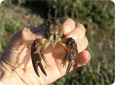 obrázek: V rybníku U Mlýnečku v Peci uhynulo množství raků