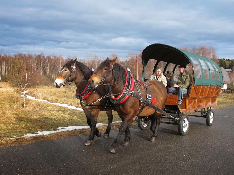 obrázek: V šumavských lesích se využívá koňská síla. I ke svezení 