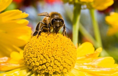 obrázek: Včelaři v kraji si rozdělí 1,5 milionu korun