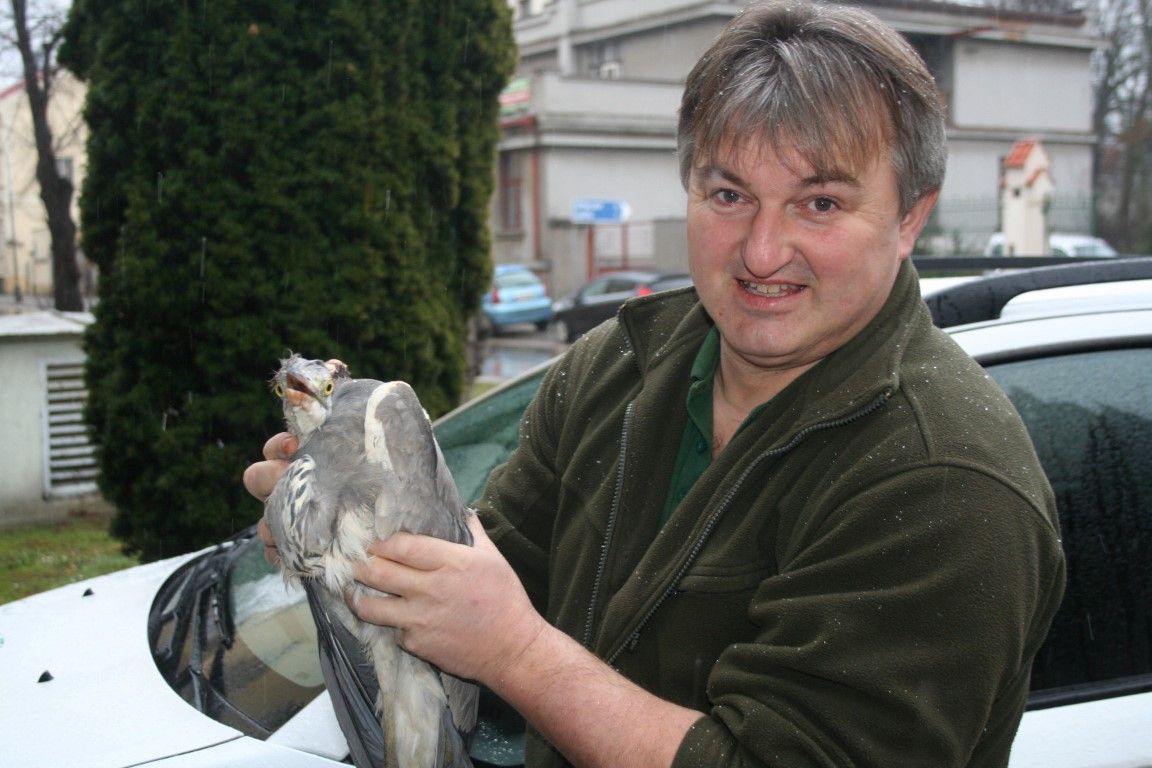 obrázek: Volavka z Lážovic už nepotřebuje péči zvířecích záchranářů