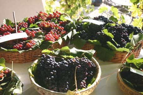 obrázek: Zelenohorská pošta chystá na konec září (medo)vinobraní