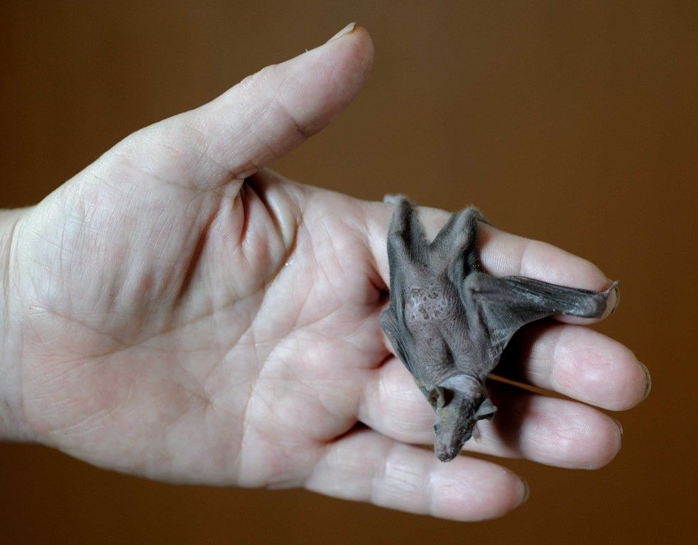 obrázek: Zoo se snaží odchovat osmigramové mládě glosofágy