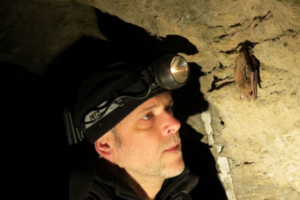 obrázek: Zoologové na Šumavě sčítají netopýry. Počty mírně rostou  