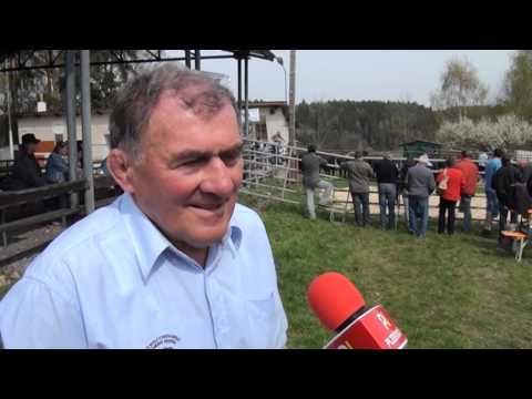 Dražba plemenných býků Angus