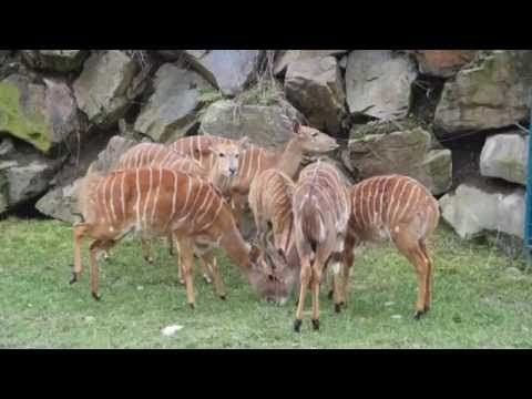 V Zoo Plzeň slavili trojnásobné křtiny