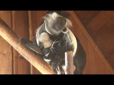 Kubíček a Luki jsou nové přírůstky v Zoo Plzeň