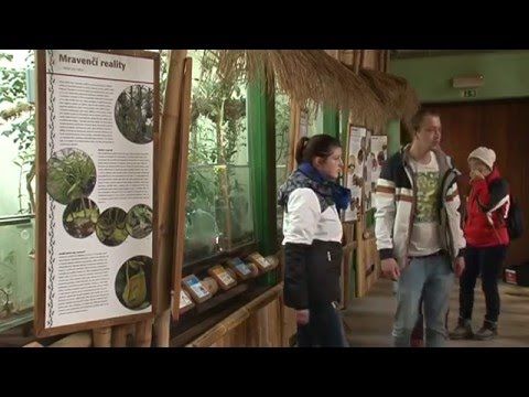 Mravenci se ukrývají v nové expozici v plzeňské Zoo