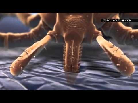 Očkování proti klíšťové encefalitidě - ano či ne?