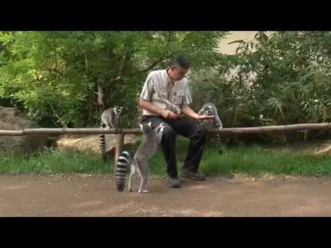 Madagaskarský pavilon je chloubou plzeňské ZOO