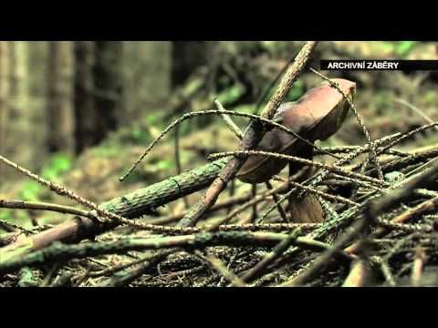 Houby zatím příliš nerostou, potřebovaly by zalít!