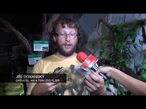 V plzeňské zoo odchovávají třetí druh krokodýla