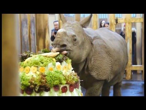 Nosorožec indický Maruška oslavil v Zoo Plzeň své 2. narozeniny
