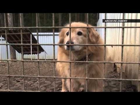 Lidé v Plzni jsou zodpovědnější v zacházení se zvířaty