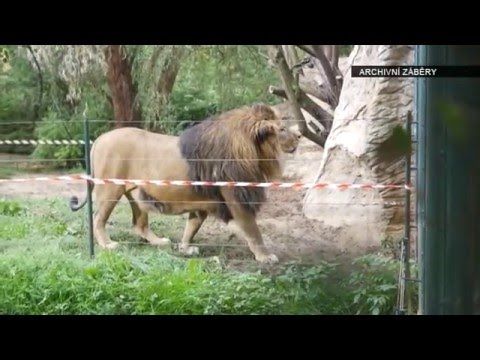 Zoo Plzeň by v roce 2016 ráda rozmnožila lvy.