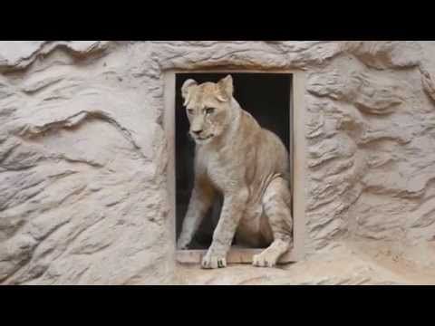 Plzeňská ZOO má dvě nové lvice