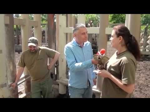 Odchov nosorožce v ZOO Plzeň