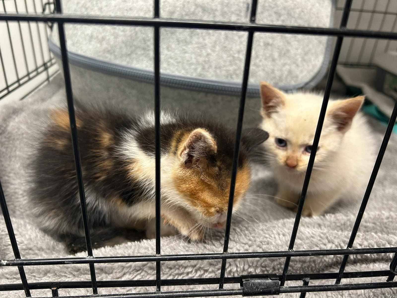 Koťata ve sklepě téměř nepřežila - týden bez jídla a vody