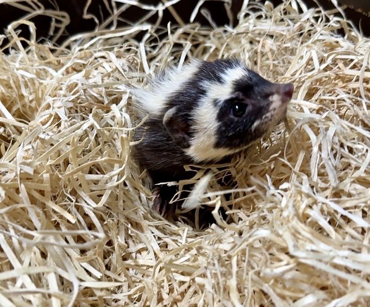 ZOO Plzeň slaví první český odchov šelmičky zorily, narodila se tři mláďata