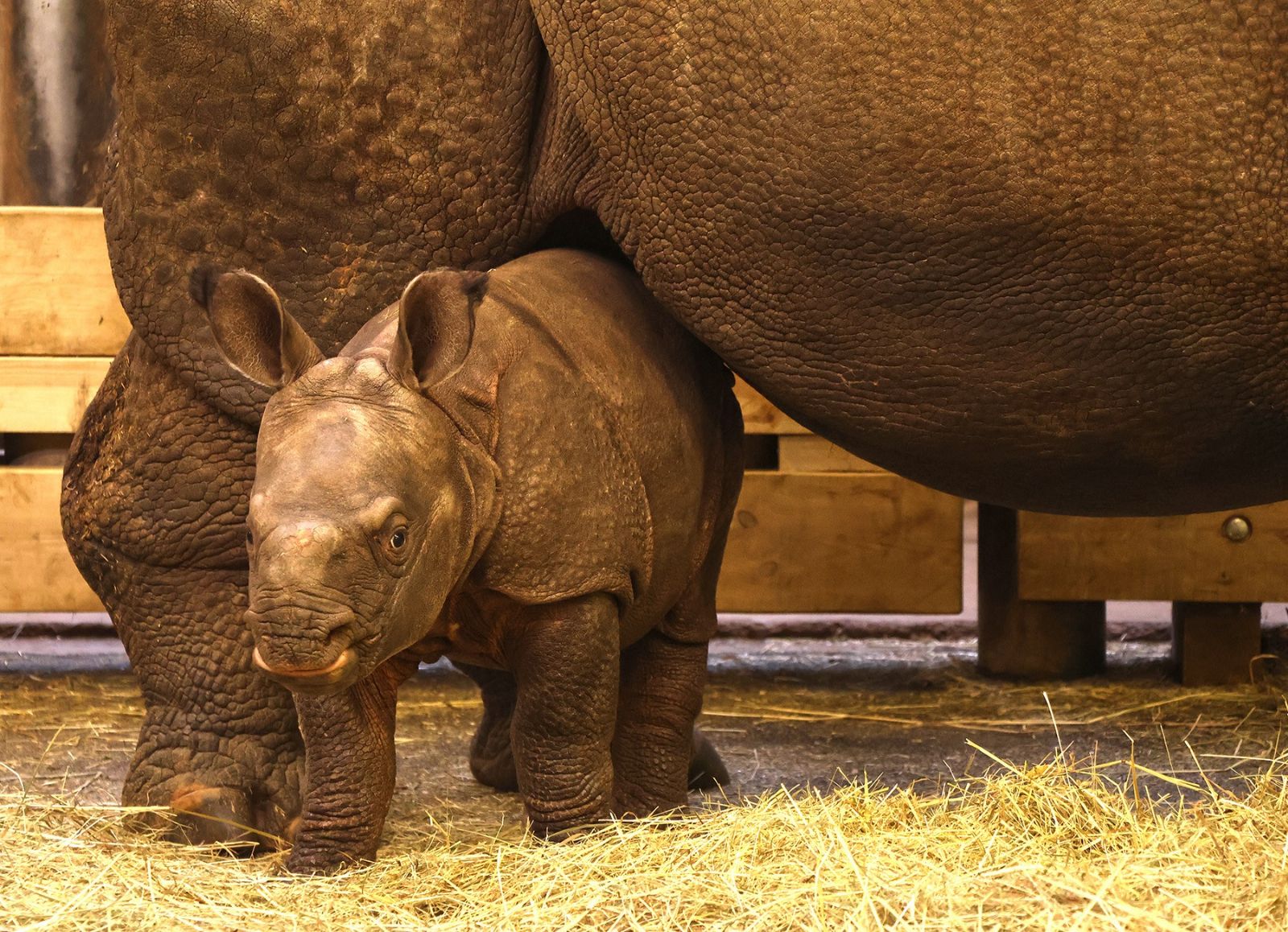 Plzeňská zoo dnes startuje sezónu, DinoPark otevře až v dubnu