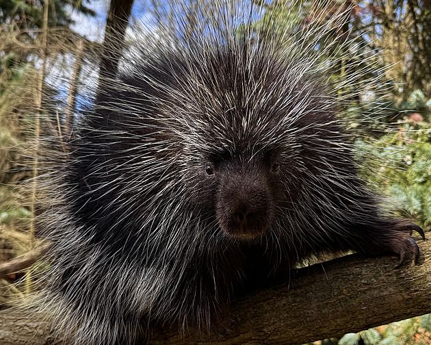 Plzeňská zoo má po 15 letech znovu urzony. Nový samec je zatím v karanténě