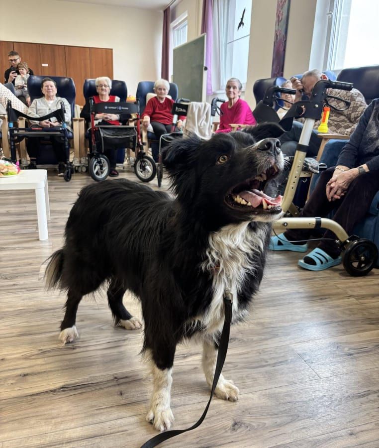 Policejní pes Endy zpříjemnil den seniorům v plzeňském domově