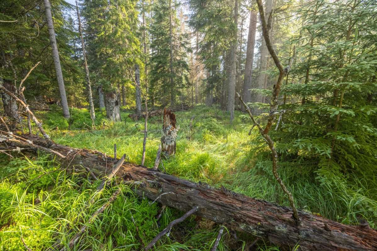 Před patnácti lety se tu bojovalo o každý strom. Dnes Na Ztraceném znovu roste pestrý les