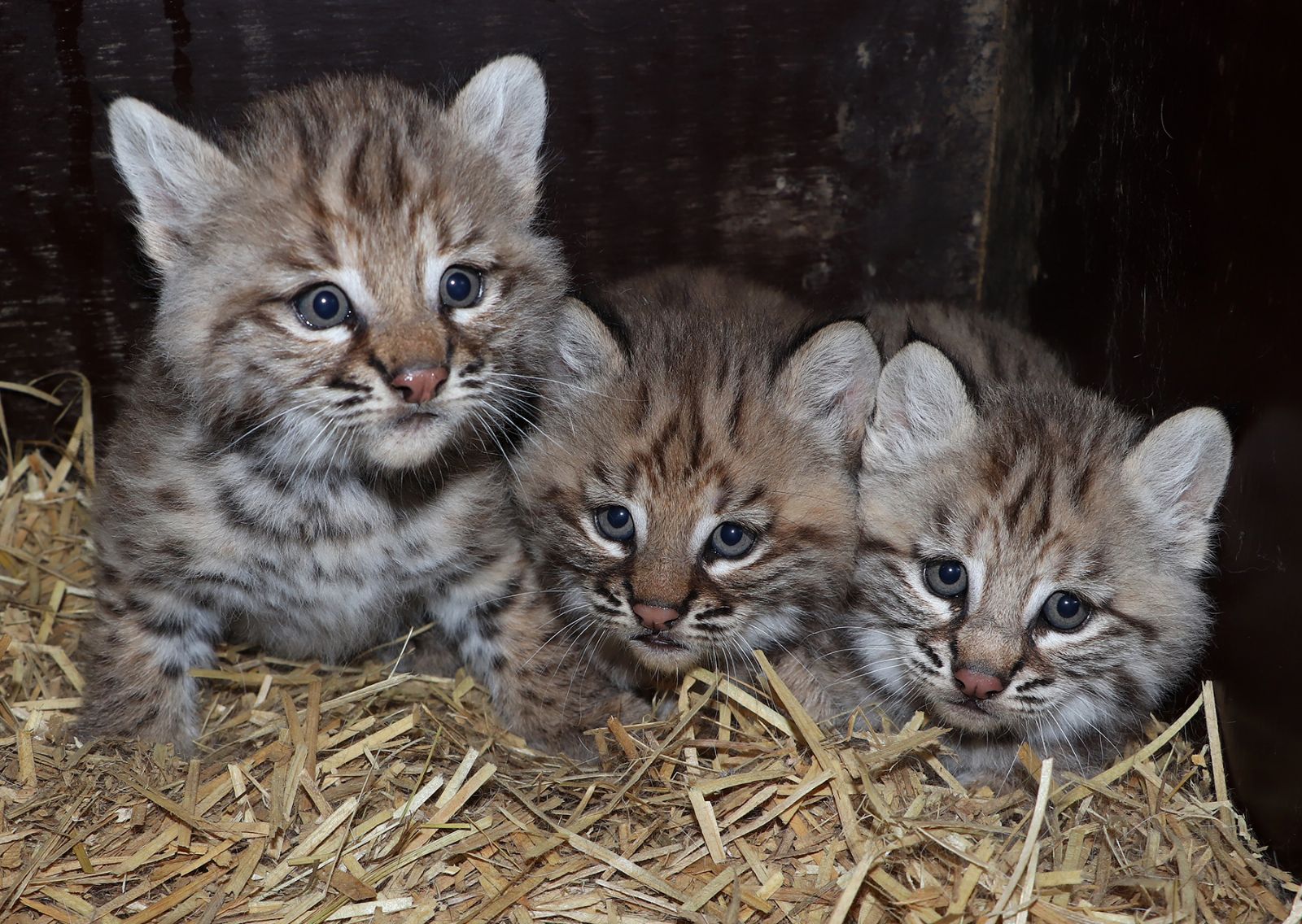Trojčata rysů se narodila v plzeňské zoo