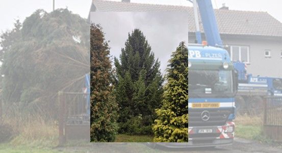 Vánočního stromu pro Plzeň bude letos ze Stoda