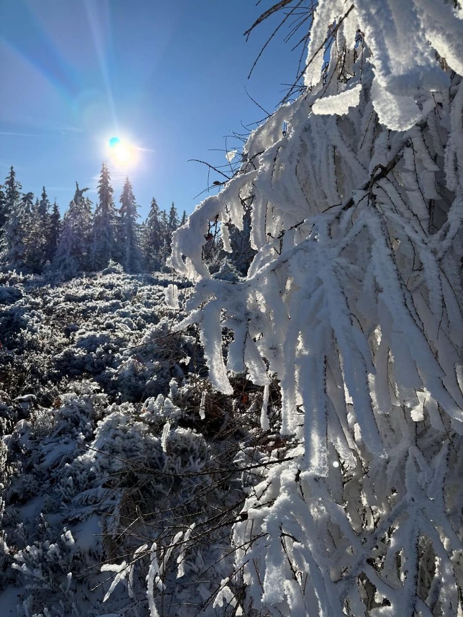 VLS varují, námraza láme stromy v okolí vojenského újezdu Hradiště