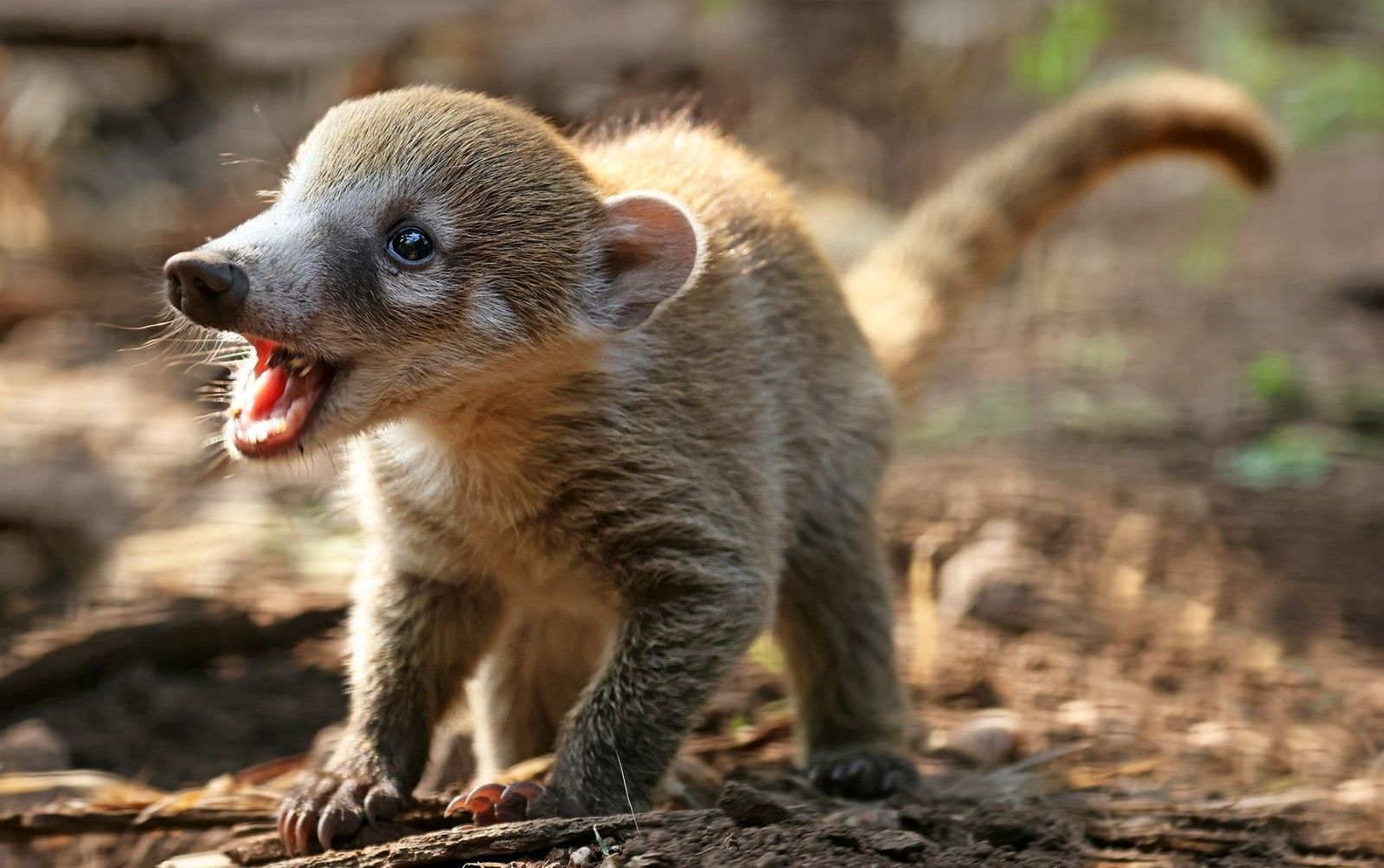Zoo Plzeň slaví první odchov nosála bělohubého. Mláďata přišla na svět nečekaně brzy