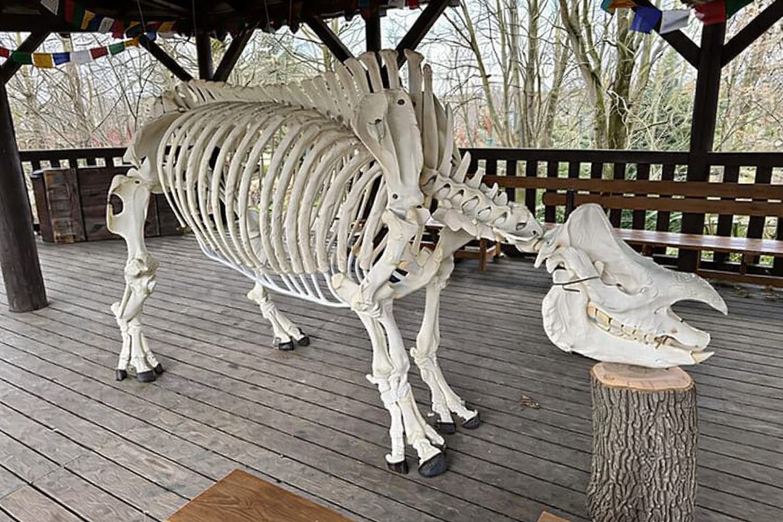 ZOO vystavila výjimečný exponát. Kostra nosorožce Baabuu je českou raritou