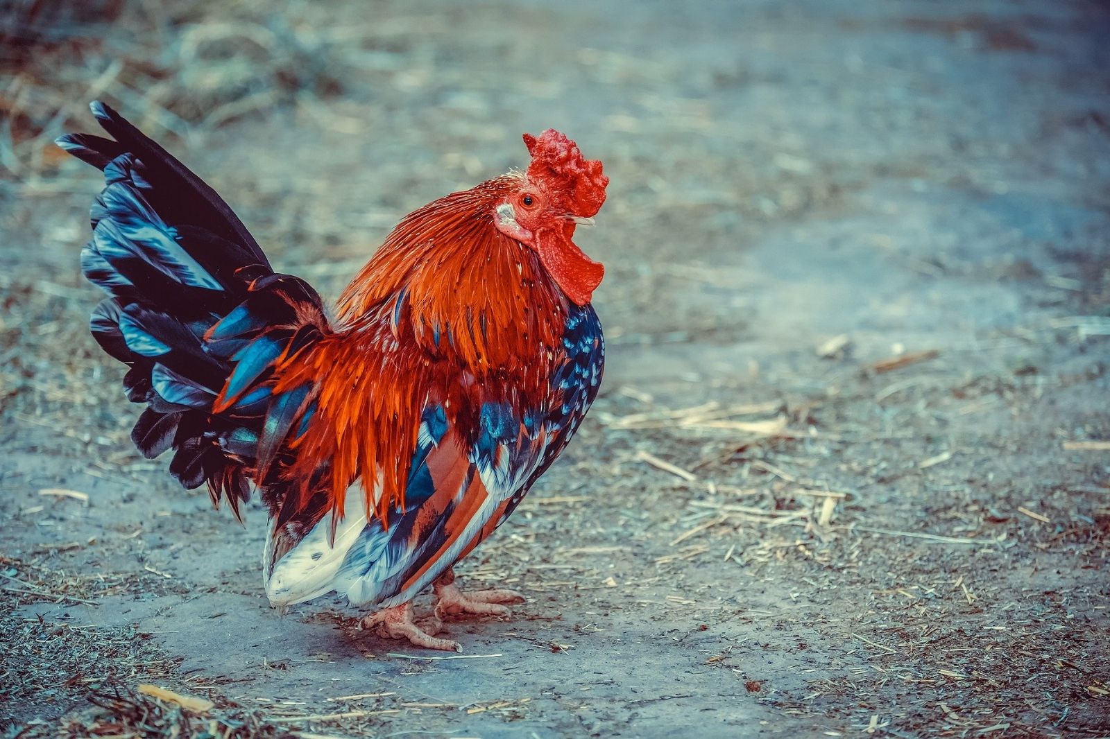 obrázek: Farmáře čeká vybíjení dobytka 