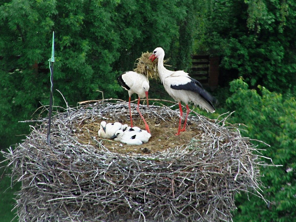 Čápi se vracení na Plzeňsko, ochránci upravili riziková hnízda