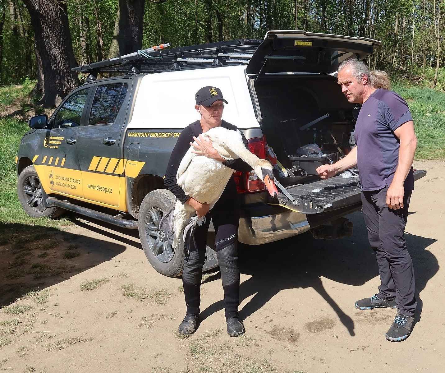 Labuť na Domažlicku bojovala o život. V krku měla háček a kolem těla vlasec
