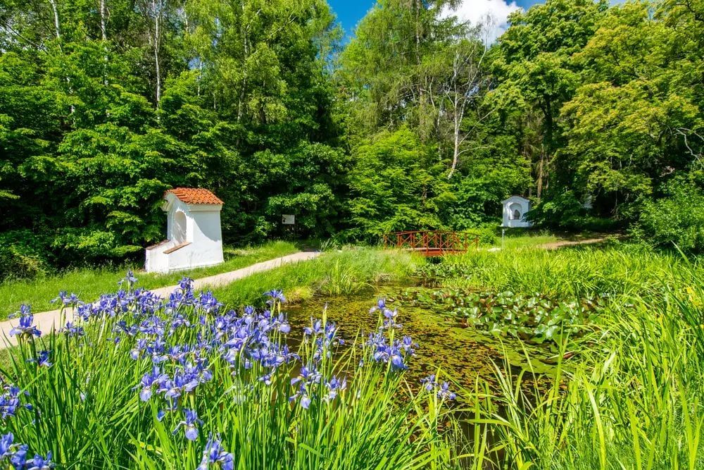 Lesy v Brdech ožily barvami. Nastalo krátké a kouzelné období jarních květů