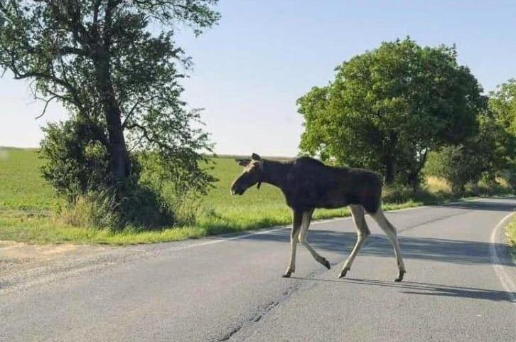 Los Emil je opět na Šumavě. Největším rizikem pro vzácné zvíře zůstávají silnice