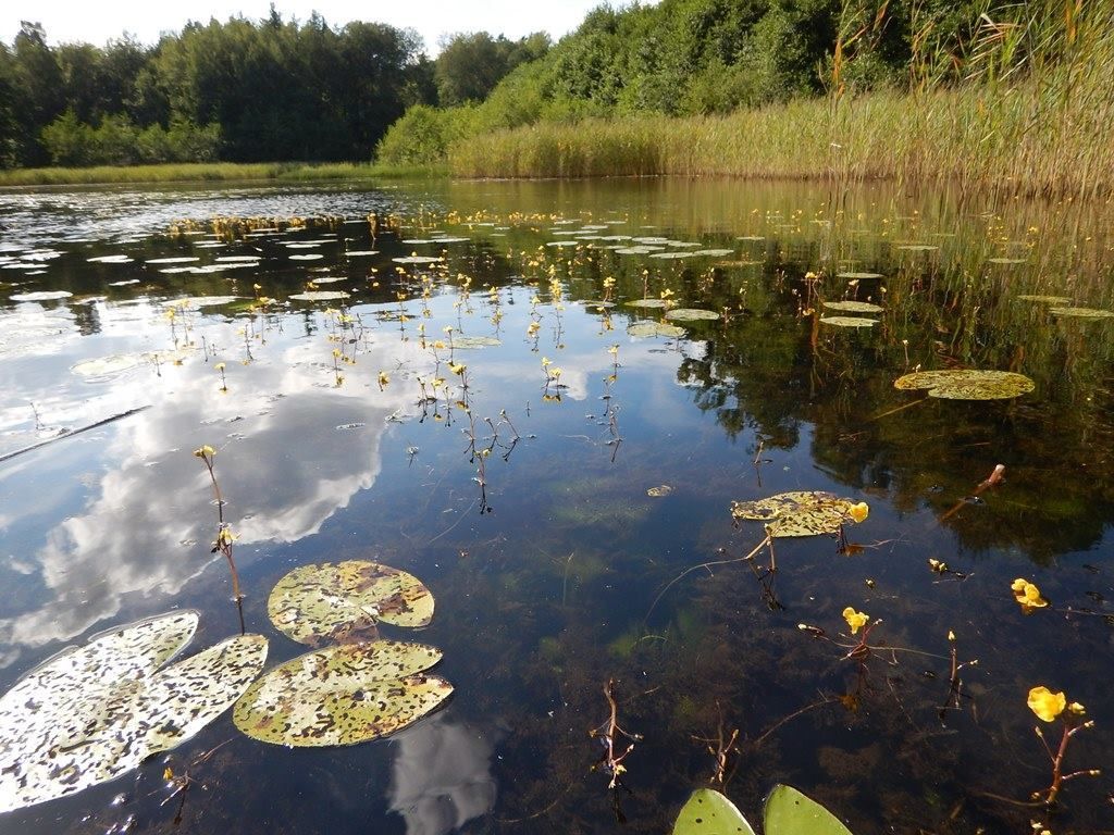 Malý bolevecký rybník čeká odbahnění. Bahno vytěží sací bagr a pomůže novým biotopům