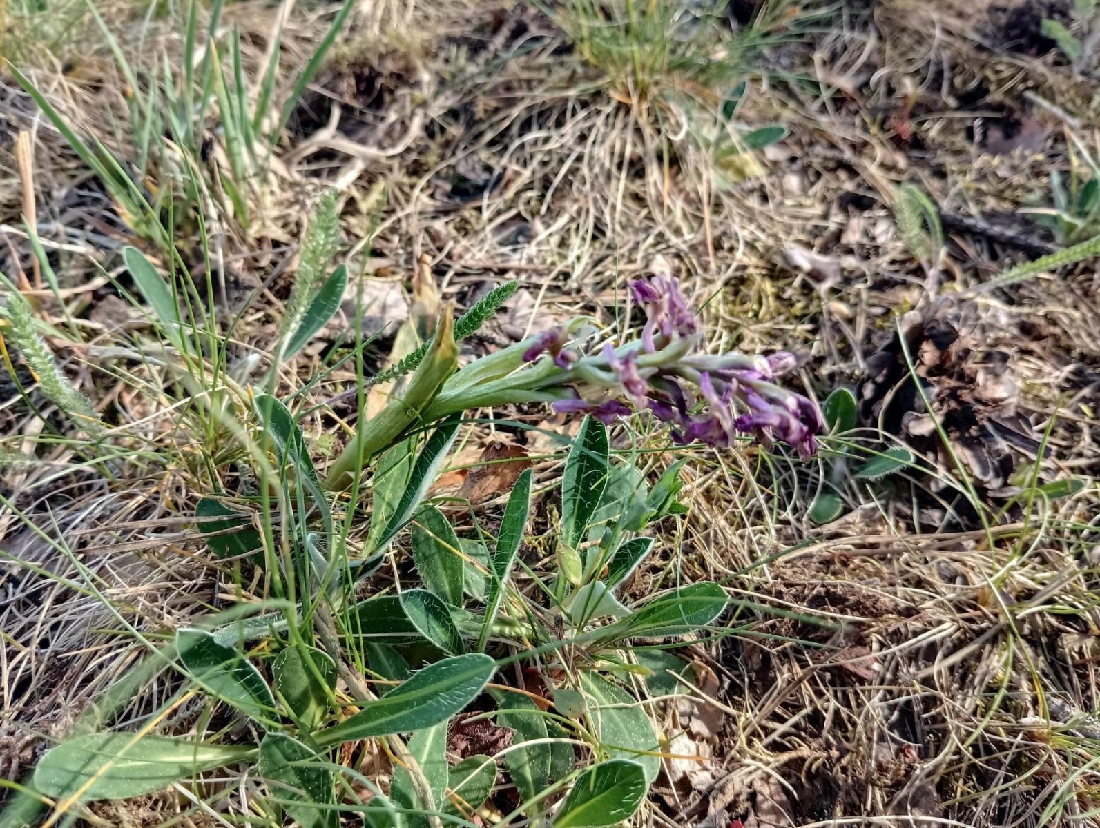 Orchideje v Plzeňském kraji letos oslabilo sucho. Některé rostliny ani nevykvetly