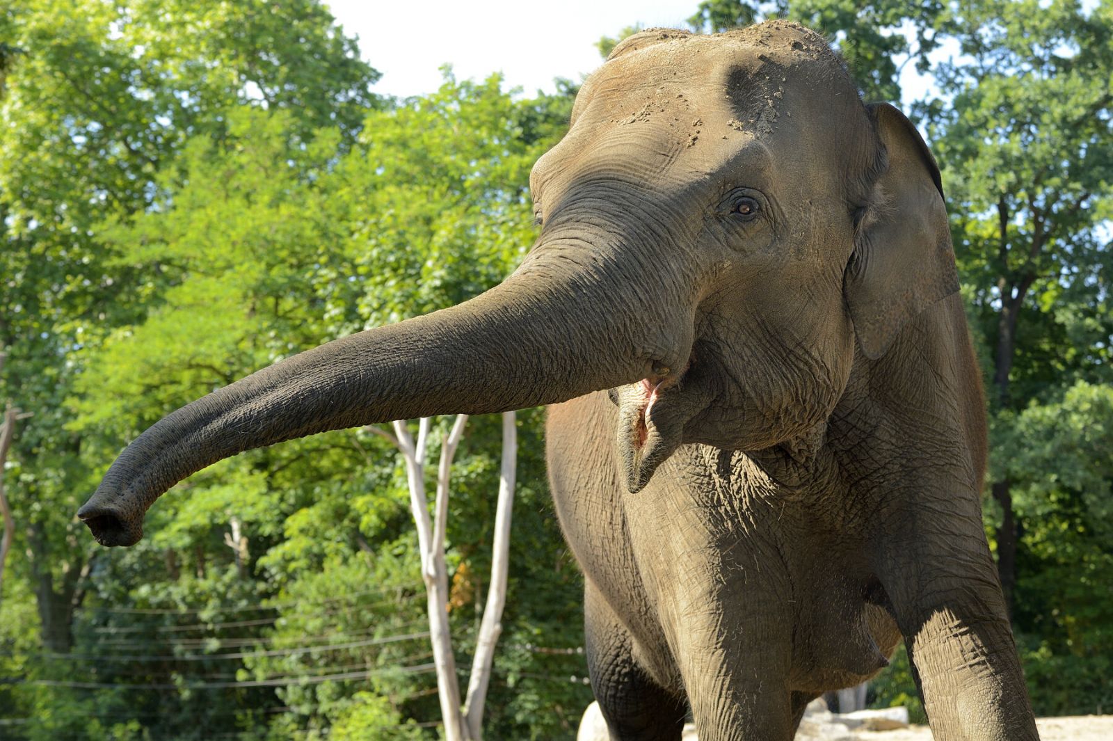 obrázek: Plzeňská zoo chystá jubilejní sezonu. Největší vizí zůstává pavilon pro slony indické