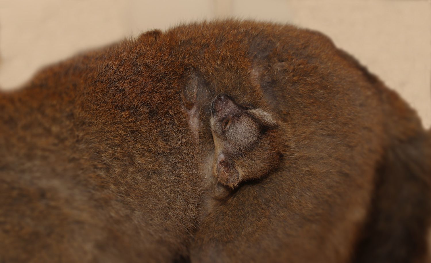 Plzeňská zoo slaví - první mláďata lemurů po 10 letech