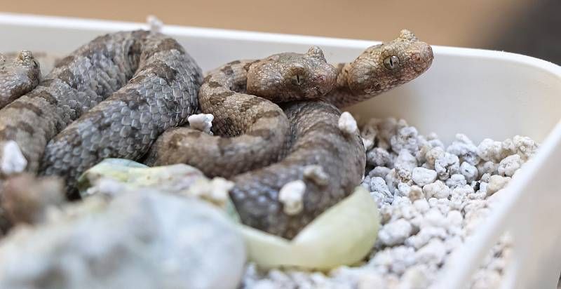 Plzeňská zoo slaví světový úspěch s odchovem zmije pavoučí