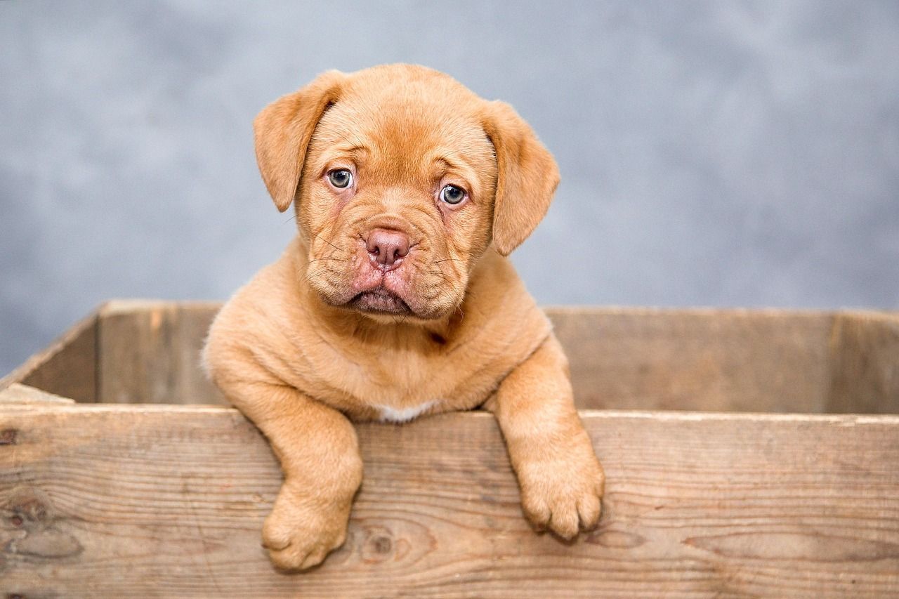 Plzeňský kraj upravil podmínky pro noční veterinární pohotovost