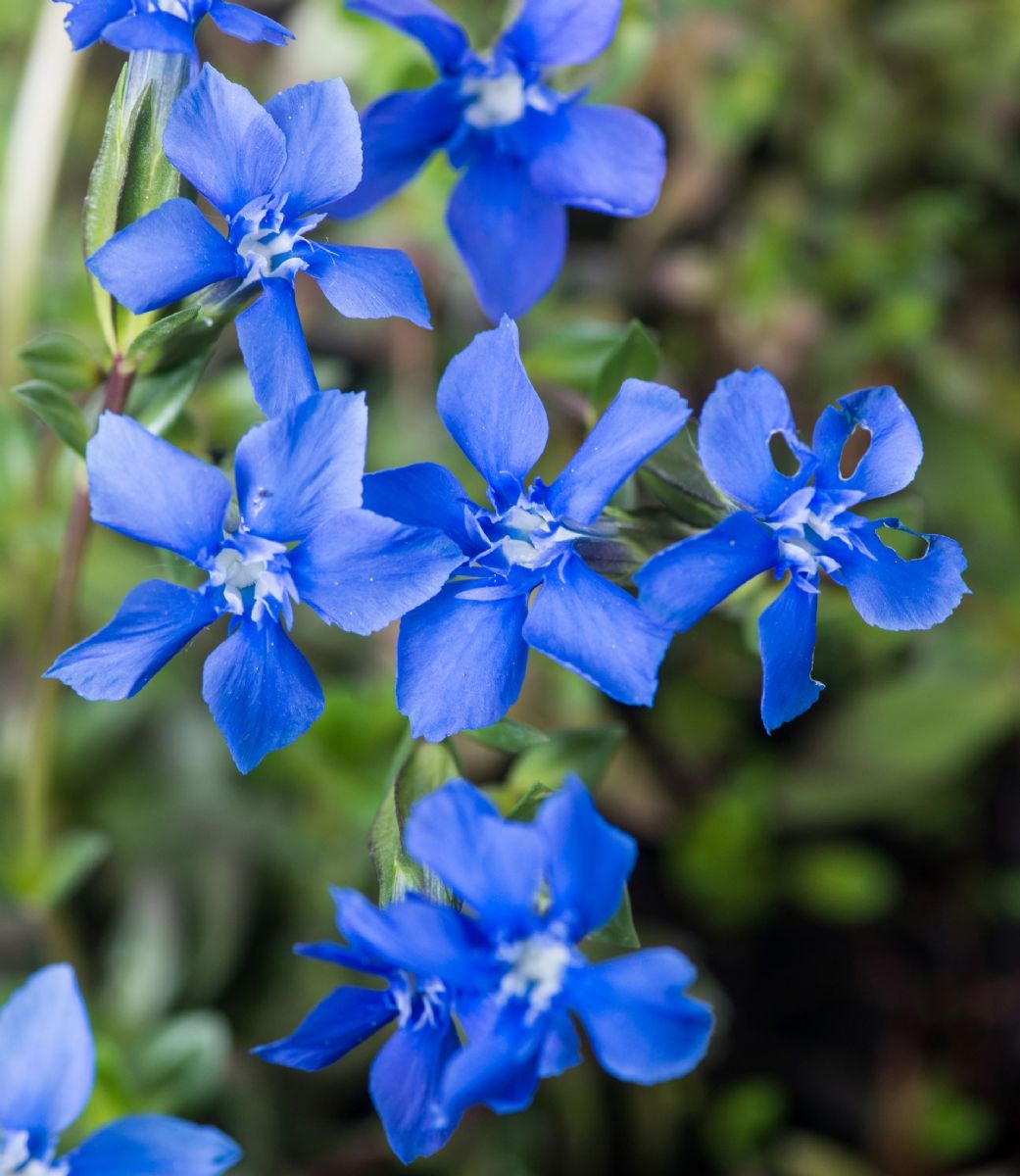 Rostlinou roku 2026 jsou Hořce a hořečky, ustupují kvůli zanikajícím lukám