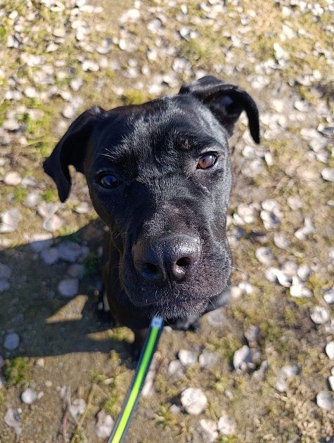 Růženka v tachovském útulku U Šmudliny prosí o pomoc