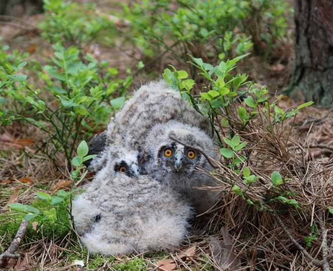 Sovy, slavíci a záchrana mláďat. Zvířecí záchranáři vyrážejí k jednomu případu za druhým